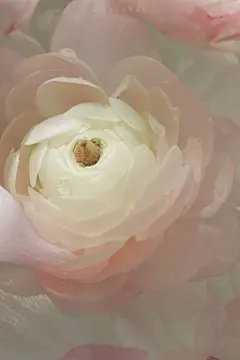 粉色信笺里三行情书 - 堆糖，美图壁纸兴趣社区
@秋秋鹤 堆糖转载 拟黎