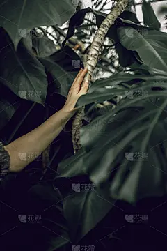 一树一枝，立春之初。女人掌心背景上的一根树枝。春天的心情。肺的行星