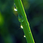 《雨后》
雨后的空气非常透亮，下午的阳光也很温和，到森林公园去拍照，乱花丛中这枝挂着雨水的草杆绿的让人心情大好！