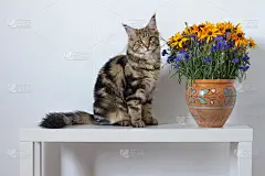 一只缅因猫坐在白色的控制台上，旁边是一个插着橙蓝色花的花瓶，靠在白墙上_5120105116