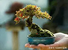 盆景课堂——微型盆景的选材与养护