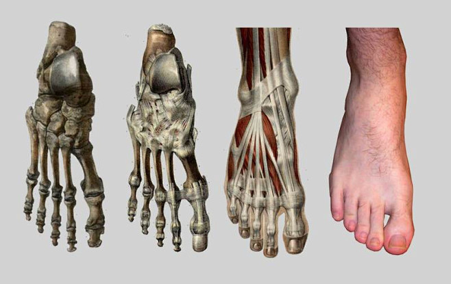 素材_建模必备的人体结构参考图-脚、腿肌...