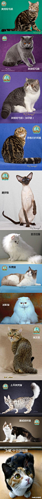 中华田园猫。。。。。