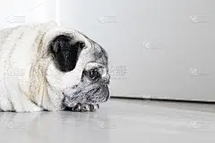 看门狗在你门前。等待主人归来的狗。分离焦虑哈巴狗的肖像
