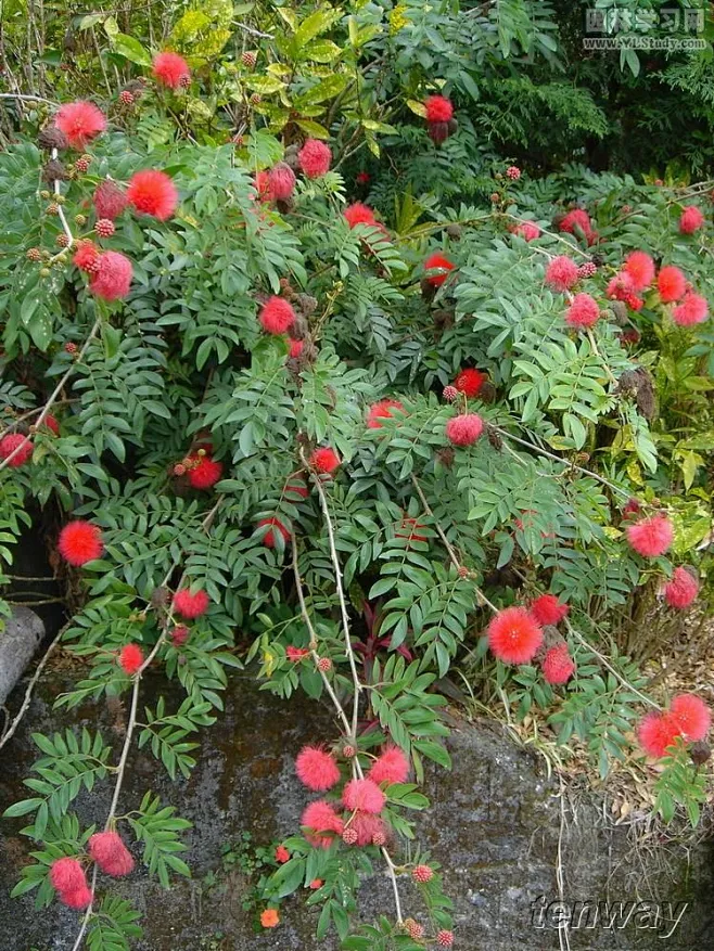 红绒球（美蕊花）.jpg-花瓣网