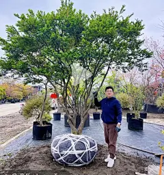 杂木乌桕4-花瓣网