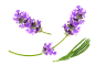 迷迭香花