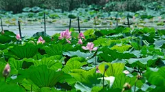 荷花池