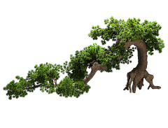 ~短发不短发采集到植物