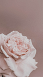 (144) Pinterest