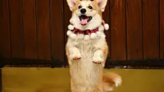 萌宠小短腿汪星人柯基犬电脑高清桌面壁纸http://www.kutoo8.com/