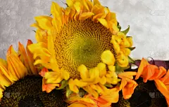 秋天,黄色,雏菊,自然,美国,水平画幅,无人,色彩鲜艳,户外,植物