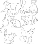 各种猫咪动作线稿图，码了就是画了！