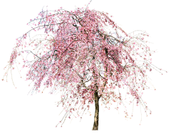 芯大大采集到一花一世界(透明)
