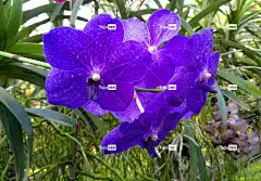 兰花 蓝色的 热带 花 开花 自然 花壁纸 花瓣 植物 植物群