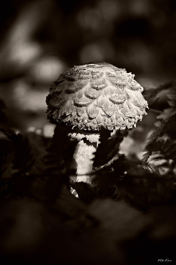Photograph mushroom ...