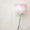 简爱生活