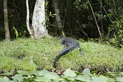 短吻鳄属,水边,水,水平画幅,绿色,无人,户外,佛罗里达,岛,游乐园