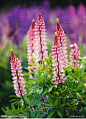 羽扇豆属
羽扇豆属（拉丁学名：Lupinus Linn），被子植物门豆科下一属，一年生或多年生草本植物，偶为亚灌木；叶为指状复叶，托叶与叶柄的基部合生；花常美丽，颜色各种，组成顶生的总状花序或有时轮生；萼二唇形，旗瓣直立，阔，边缘背弯；龙骨瓣有喙，内弯；雄蕊单体，花药异型；花柱内弯，柱头有毛；荚果扁平，种子间有缢纹。羽扇豆属植物可用做土壤改良、饲草、食用和观赏。种子分甜、苦两种，后者含生物碱，误食会中毒。