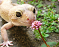 动物 生物 参考 蜥蜴