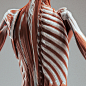Female Anatomy - Musculoskeletal Sculpt - WIP1