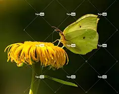 蝴蝶 美丽的花朵 盛开 花壁纸 白人 昆虫 翅膀 花 花朵