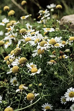 雏菊高清摄影素材