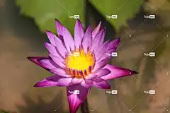 花 莲花 花壁纸 美丽的花朵 植物群 开花 花园 花卉背景 花瓣