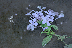灶房蜀黍采集到花