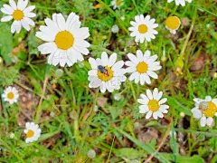 春天的雏菊上的红甲虫