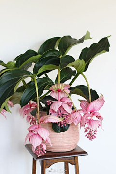 那布勒斯采集到花