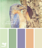 color chirped