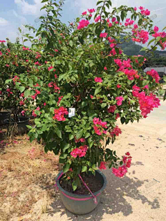 海&感觉采集到灌木选型(施工图阶段 )