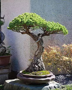 木韦采集到盆景