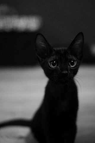 像极了“魔女宅急便”里的小黑猫
