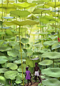 Fern Forest, Jamaica | Photography