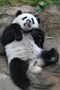 熊猫照