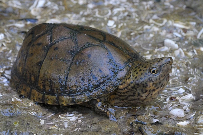 中间麝香龟Sternotherus intermedius Scott, Glenn & Rissler, 2018 ...
