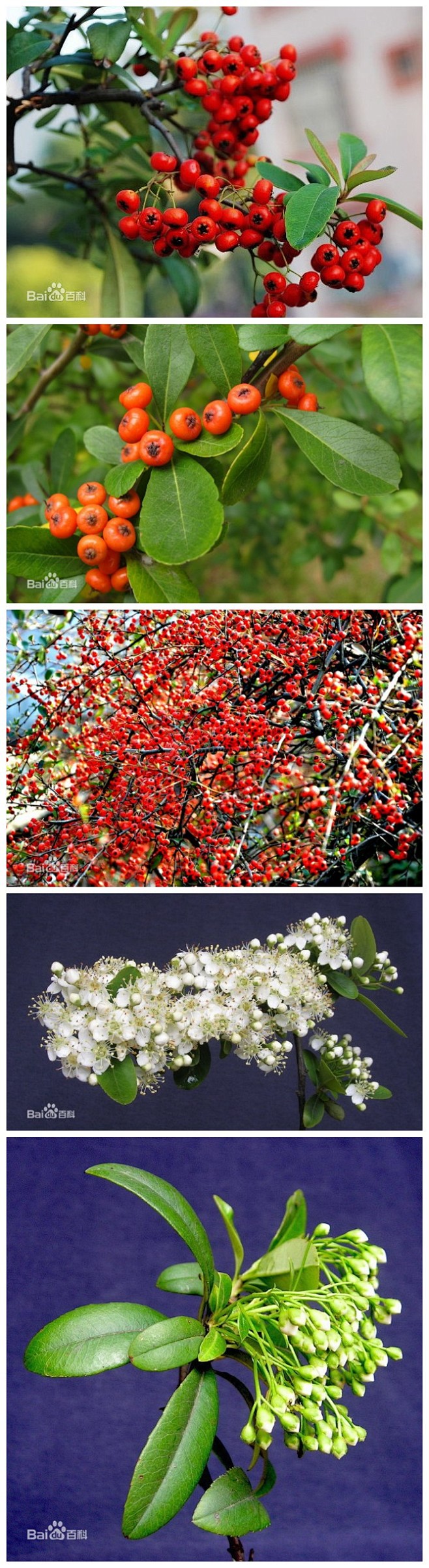 火棘（Pyracantha fortuneana (Maxim.) Li），常绿灌木或小乔木，高可达3m，通常采用播种、扦插和压条法繁殖。 火 ...