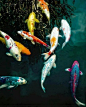 Beautuful colored Koi~ Symbols of love + friendship in Japan