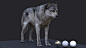 Gray wolf, Aritz Basauri : This is the latest personal project I´ve been working on. Main main goal was to achieve a character as realistic as possible. Nice project to keep on improving my anatomy and grooming skills  Also exploring and understanding bet