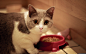 cats animals - Wallpaper 2560