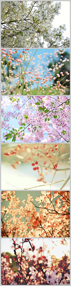 moliko采集到那些花儿