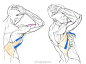 艺用人体上肢肩膀手臂结构
.
人物插画、解剖学设计师
.
kato_anatomy
.
手绘速写人物插画参考 ​​​​