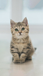 猫咪 猫 幼猫奶猫 猫猫  大猫 可爱 动物 宠物 壁纸