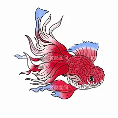 锦鲤  - 源文件下载【酷图网】手绘锦鲤,锦鲤,国潮锦鲤,古典锦鲤,古风锦鲤,中国风锦鲤,锦鲤插画,锦鲤素材,中国风,夏日素材,夏天,