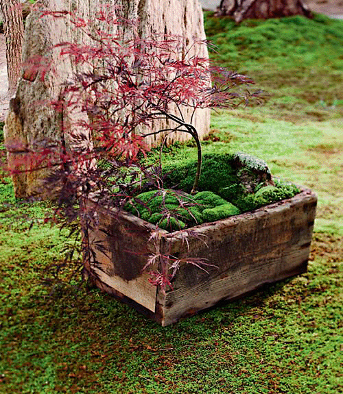 微缩的植物小世界——苔藓_中国建筑绿化网...