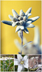百花之雪绒花，
又名火绒草，菊科多年生草本高山植物。在欧洲雪绒花象征着勇敢，因为它海拔1700米以上的地方，极为稀少。许多人攀上陡峭的山崖，只为摘下一朵雪绒花献给自己的心上人，代表为爱牺牲一切的决心。
雪绒花花语：重要的回忆！