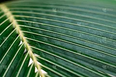 软的焦点。一种外来植物的绿叶特写。桌面壁纸。夏天的背景。屏幕保护程序。棕榈枝