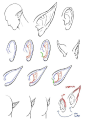 各种耳朵的画法参考素材要注意耳朵的构造，… - 半次元 - ACG爱好者社区
